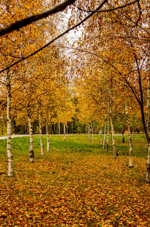 Free Peaceful autumn scene of birch trees with golden leaves in a tranquil park setting. Stock Photo