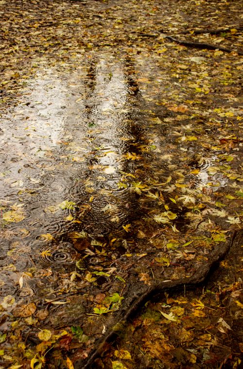 Free Rain ripples form in a puddle covered with autumn leaves creating a reflective surface. Stock Photo