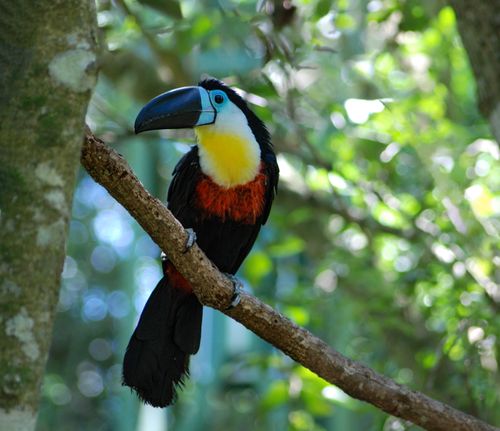 Free Colorful Swainson's Toucan perched on a branch in a tropical forest setting. Stock Photo