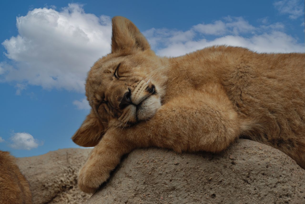 a cute lion cub peacefully sleeping on a rock under a bright blue sky