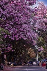 Tabebuia blossoms over a Bengaluru street