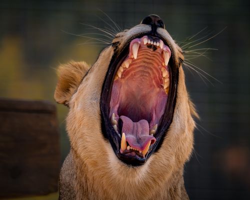 Free Close-up of a lioness yawning, showcasing powerful teeth and feline expression. Stock Photo
