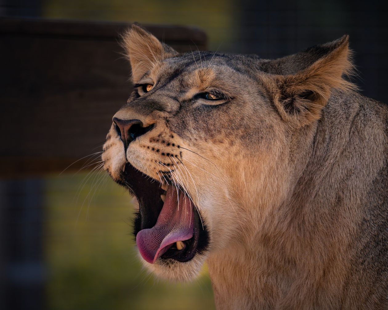 Lioness yawning, showing her powerful jaws
