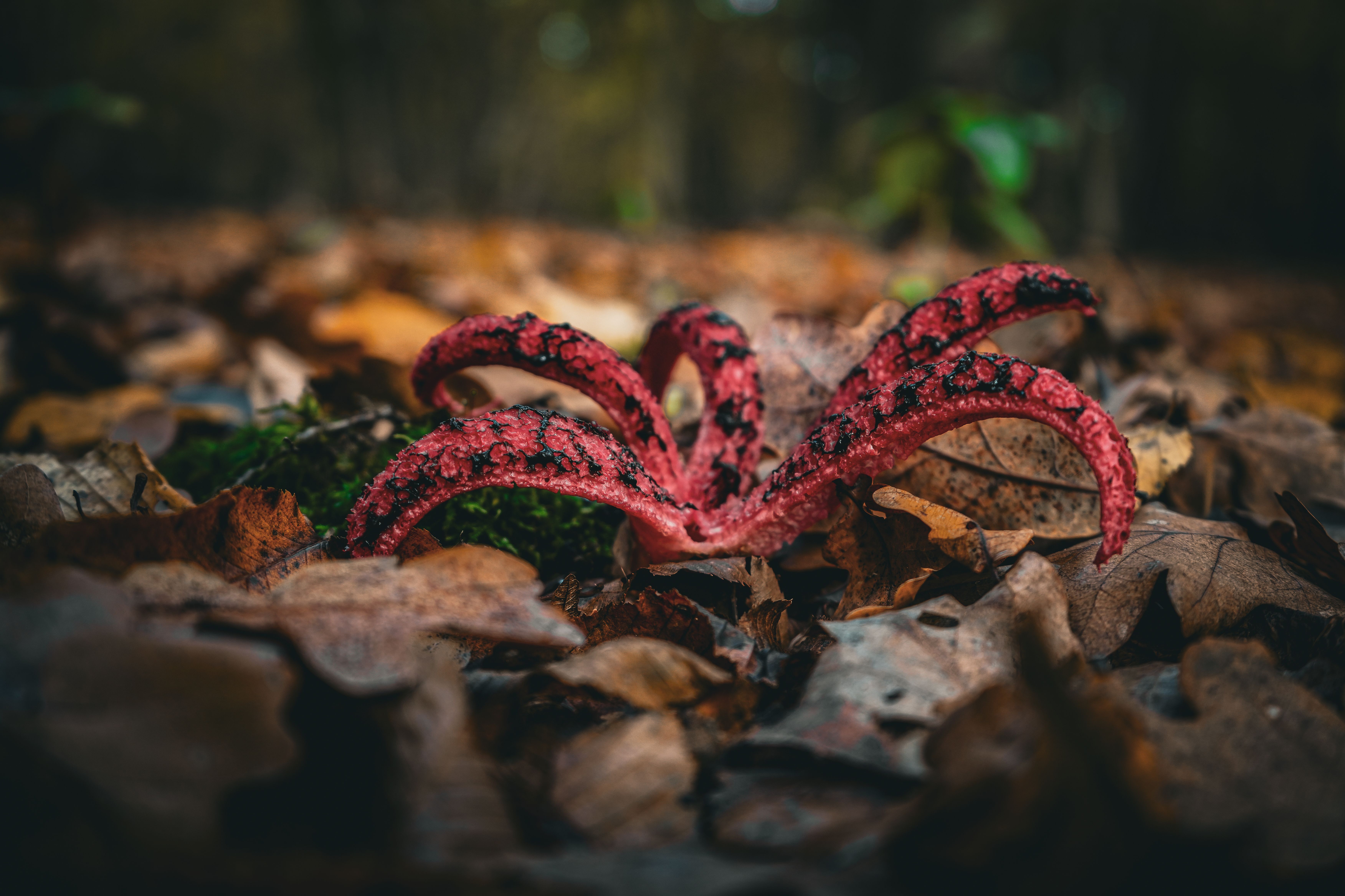 Foto: Nikola Tomašić / Pexels