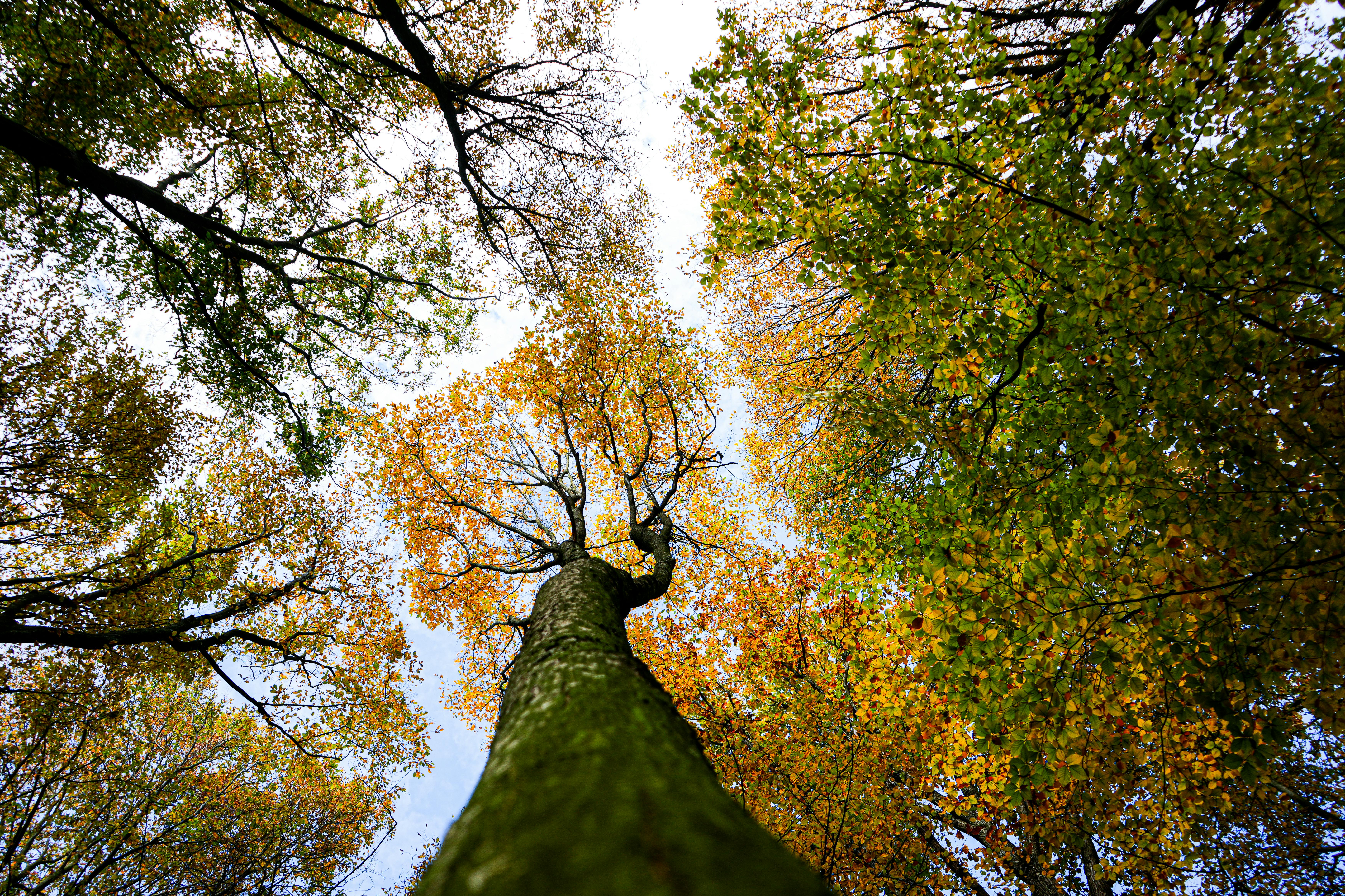 The Secret Connection Between Tone and Emotion