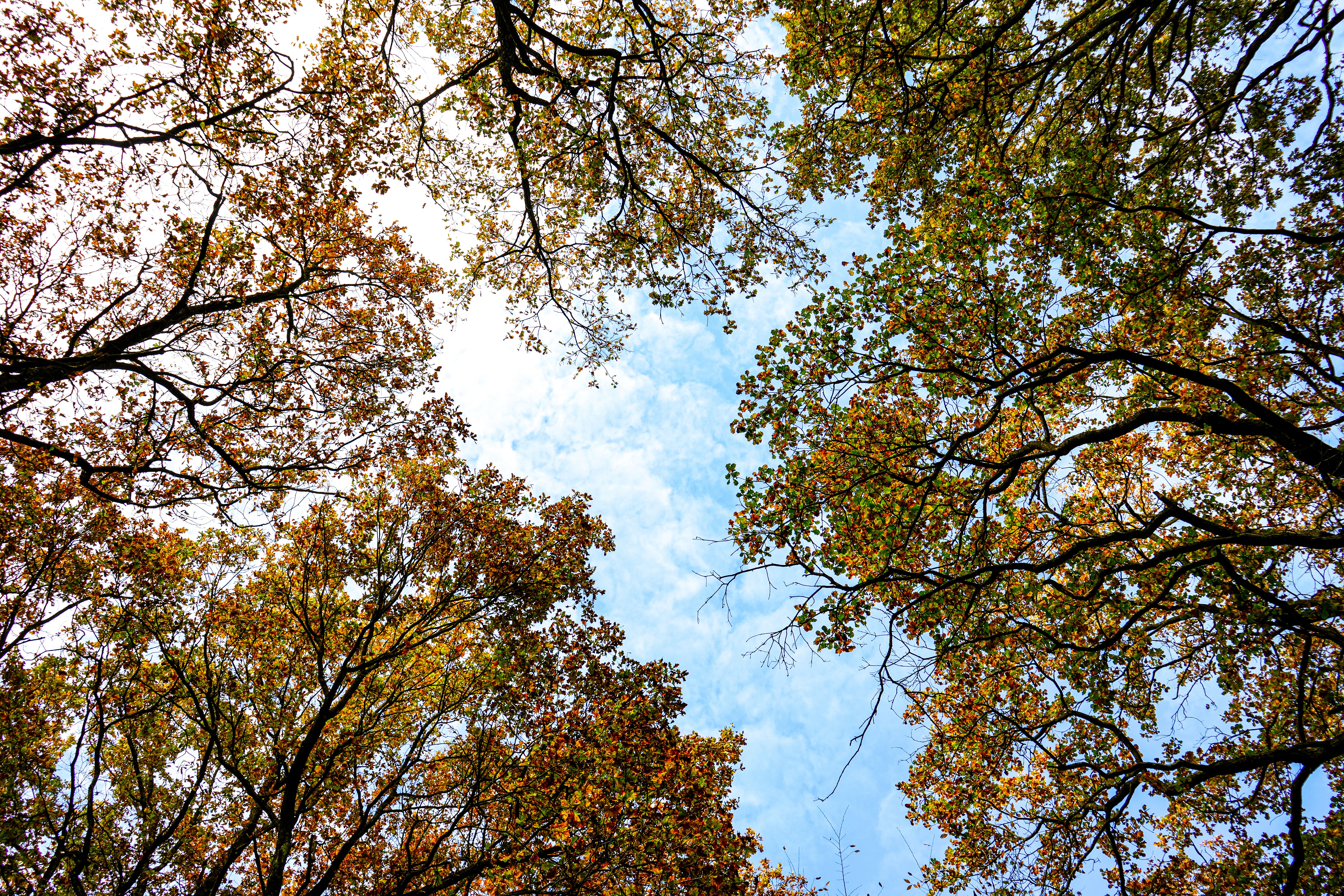 Vibrant Autumn Trees Against Clear Blue Sky · Free Stock Photo