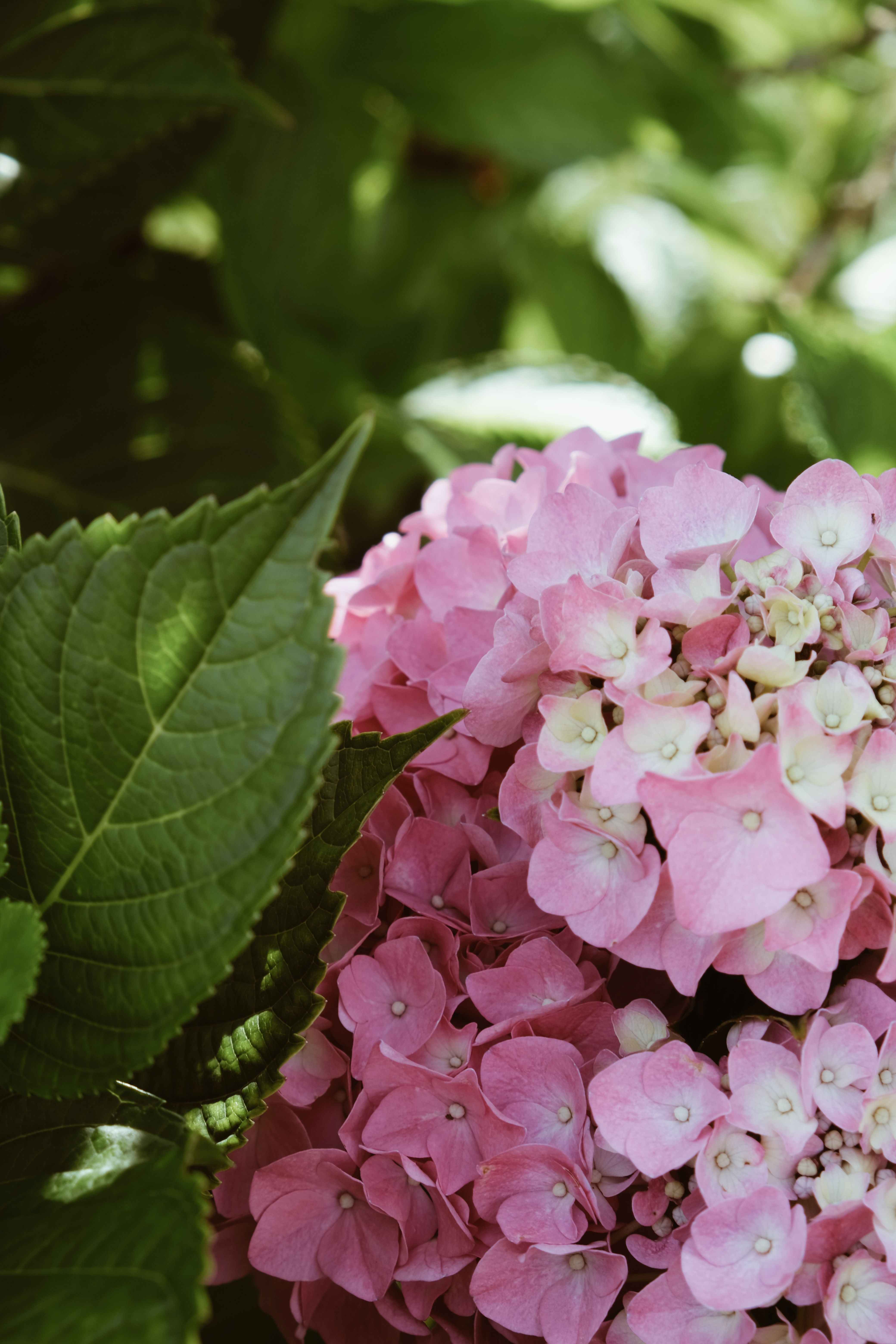 Close-up of Vibrant Pink Hydrangea Blooms · Free Stock Photo
