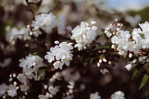 white deutzia blossoms