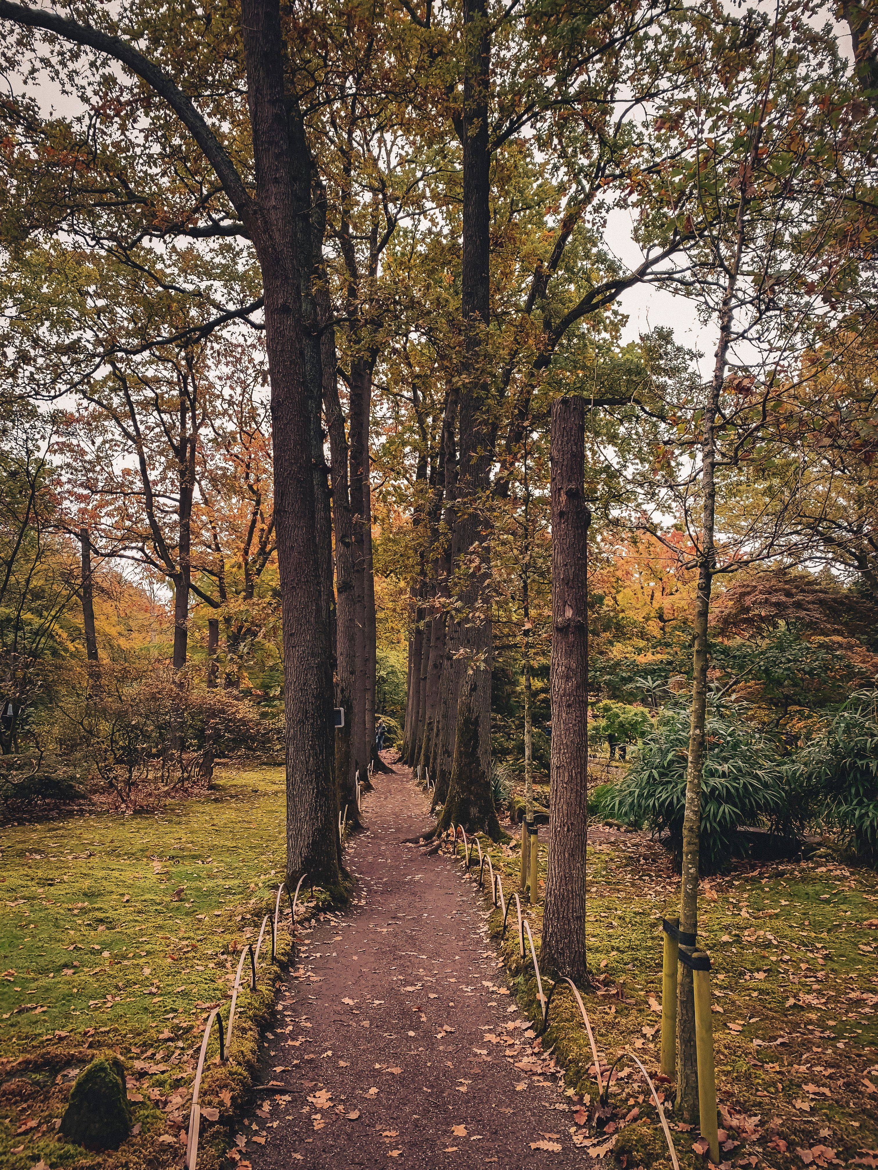 Serene Forest Pathway in Autumn Setting · Free Stock Photo