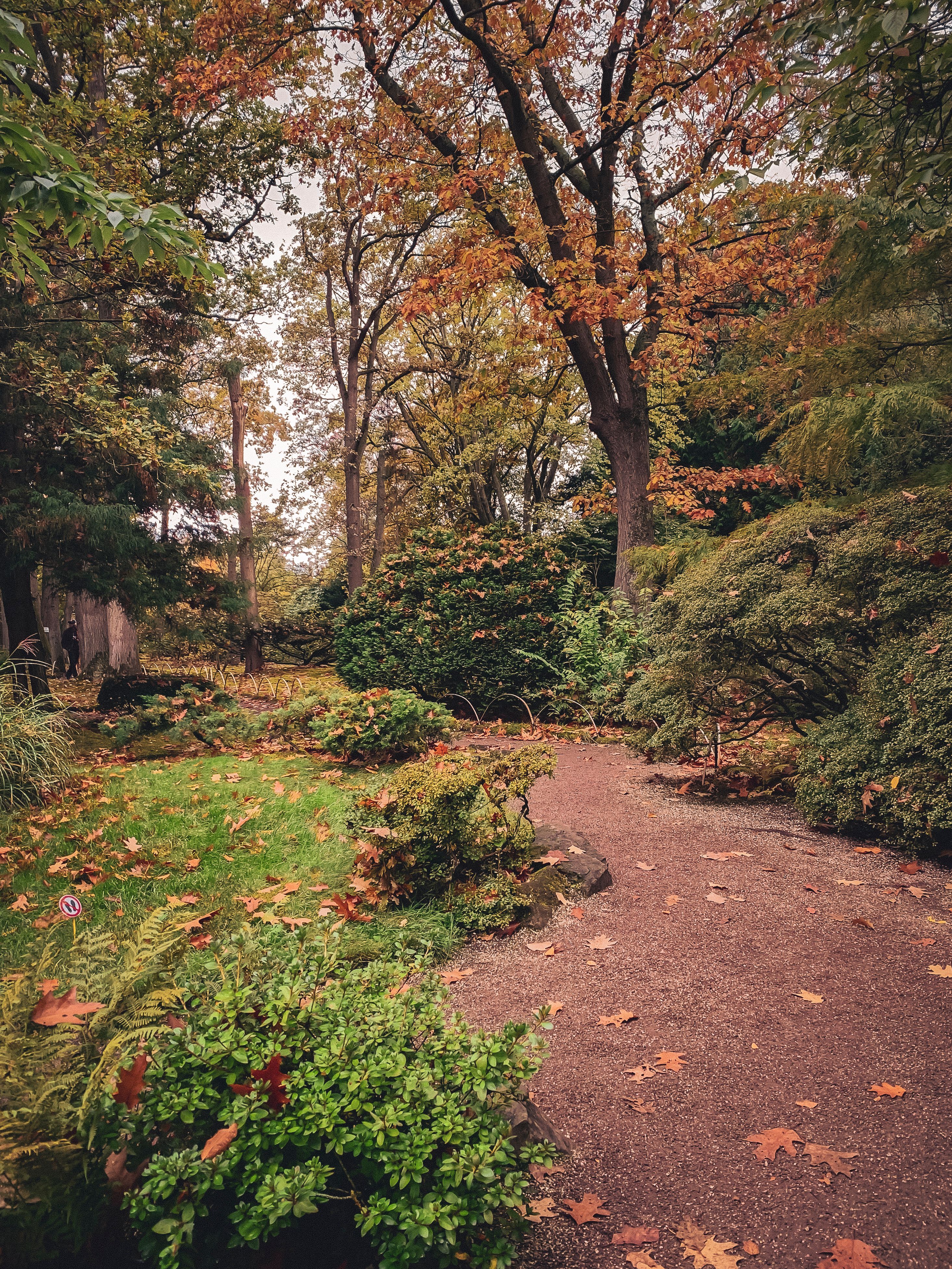 Japanese Garden Path in Autumn, Den Haag · Free Stock Photo