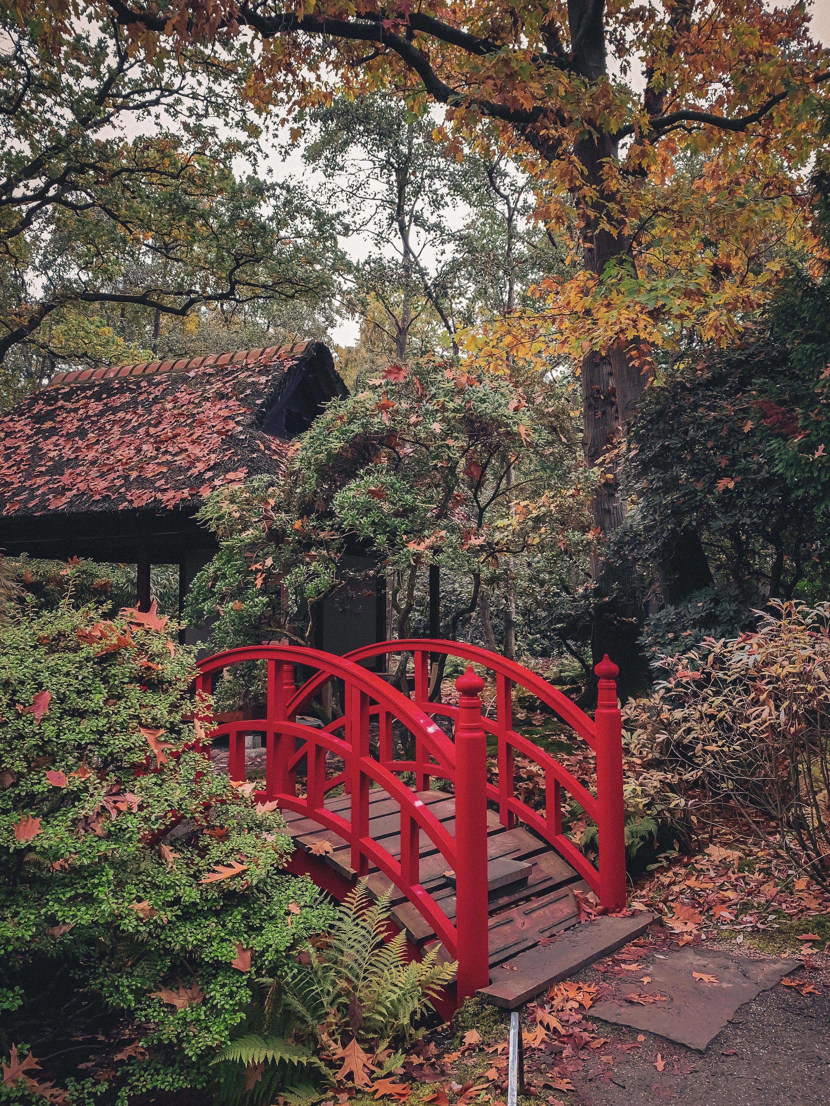 Charming Red Bridge in Autumnal Japanese Garden · Free Stock Photo