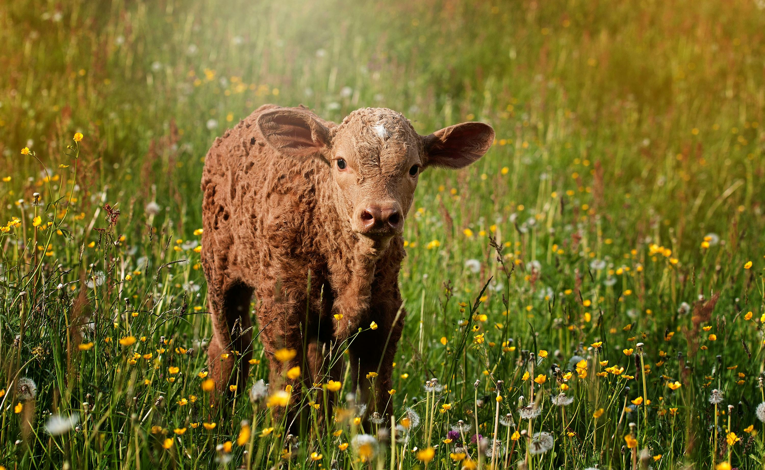 Cow with calf stock image. Image of young, farm, newborn - 32197907