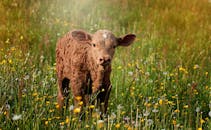 光天化日之下，一头棕色的小牛站在一片开满野花的草地上