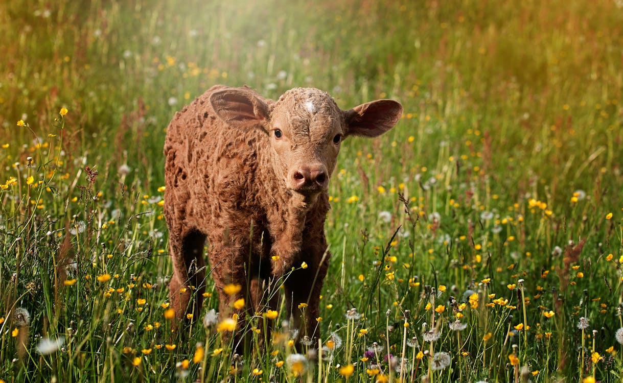 無料 芝生の上の茶色の羊 写真素材
