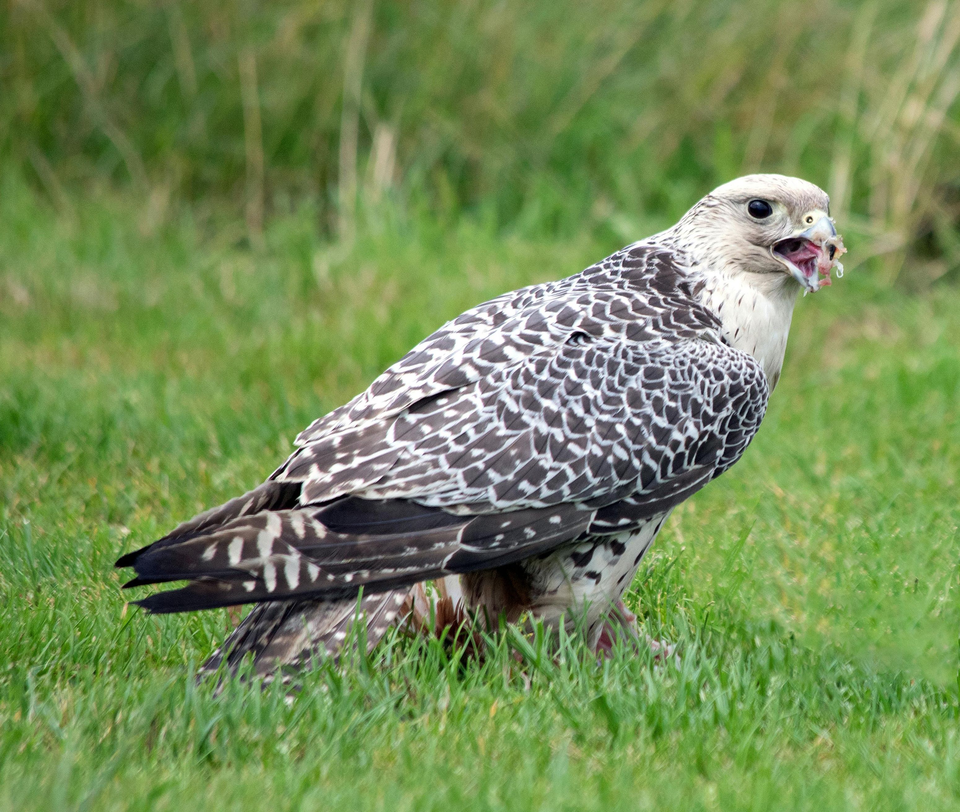 Majestic Gyrfalcon on Grass Close-up · Free Stock Photo