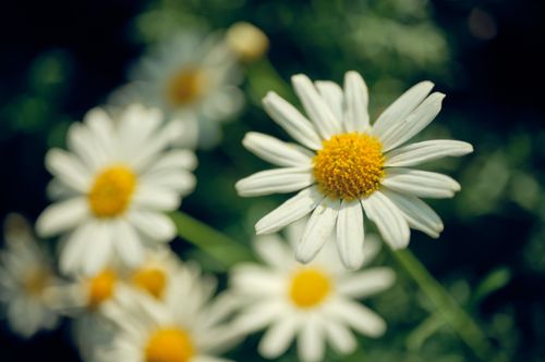 Free Bright white daisies with yellow centers in a verdant garden setting. Captured under natural light. Stock Photo