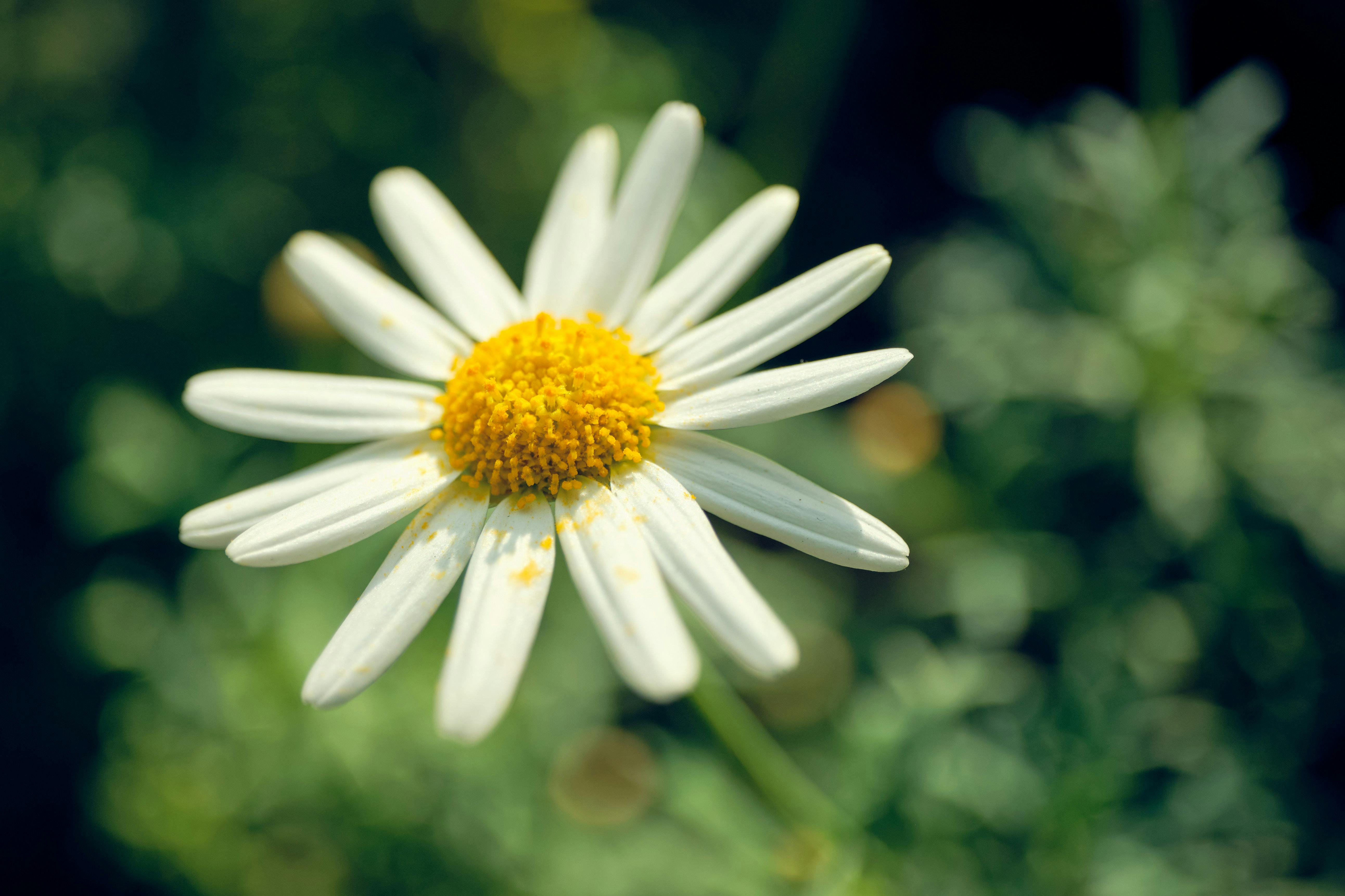 A beautiful white daisy captured in natural sunlight with a dreamy, soft focus background.