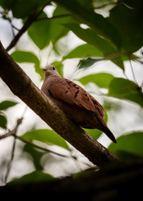 Free A dove resting on a tree branch surrounded by green leaves, captured in a serene outdoor setting. Stock Photo