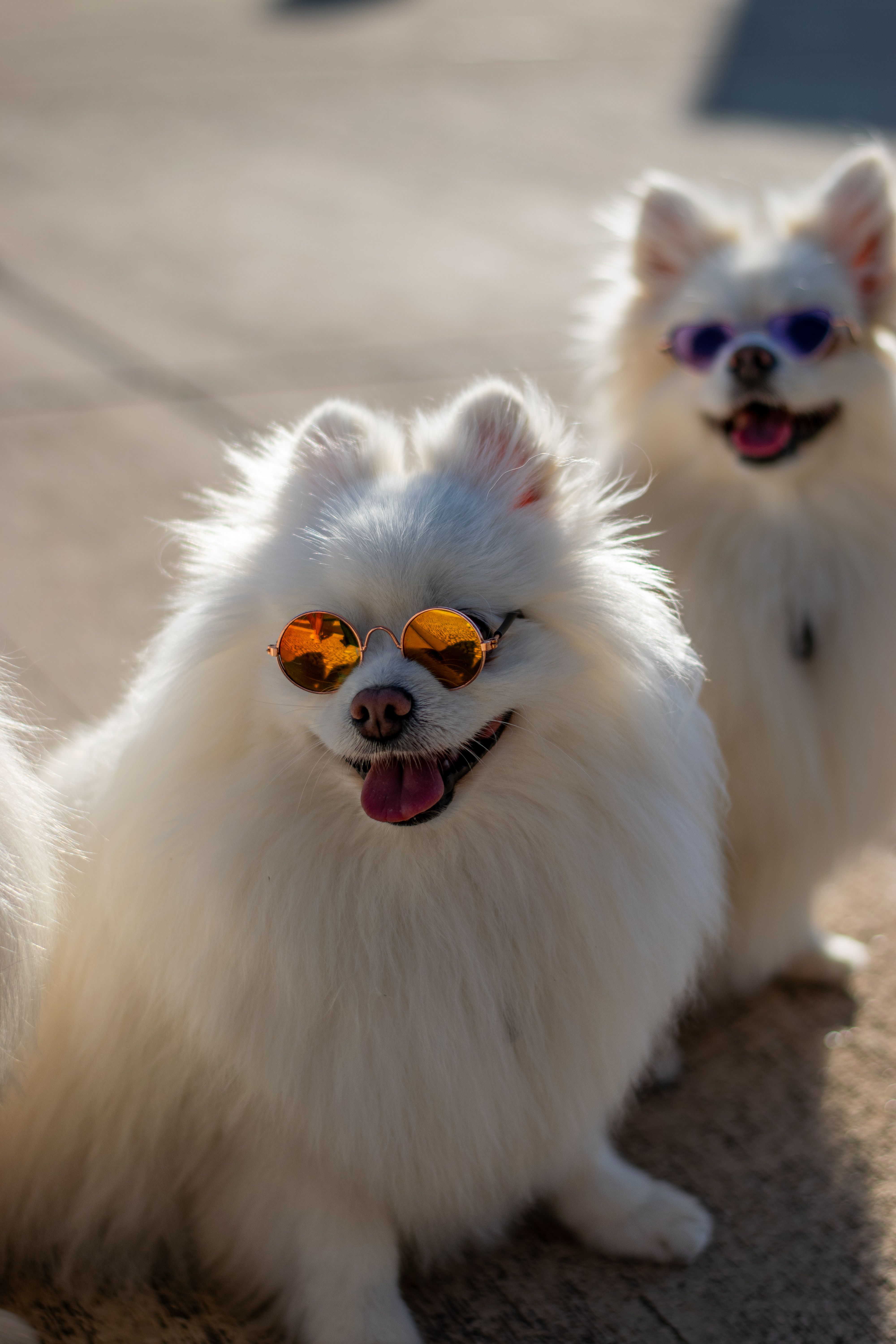 pictures of dogs cute dogs