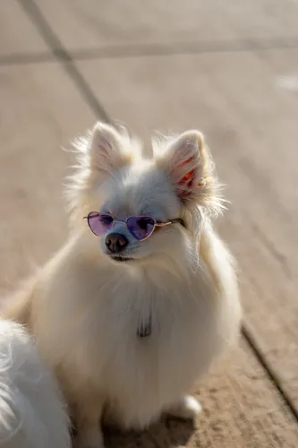 Dog with sunglasses at an outdoor location — for high-UV environments UV400-rated lenses provide genuine functional protection