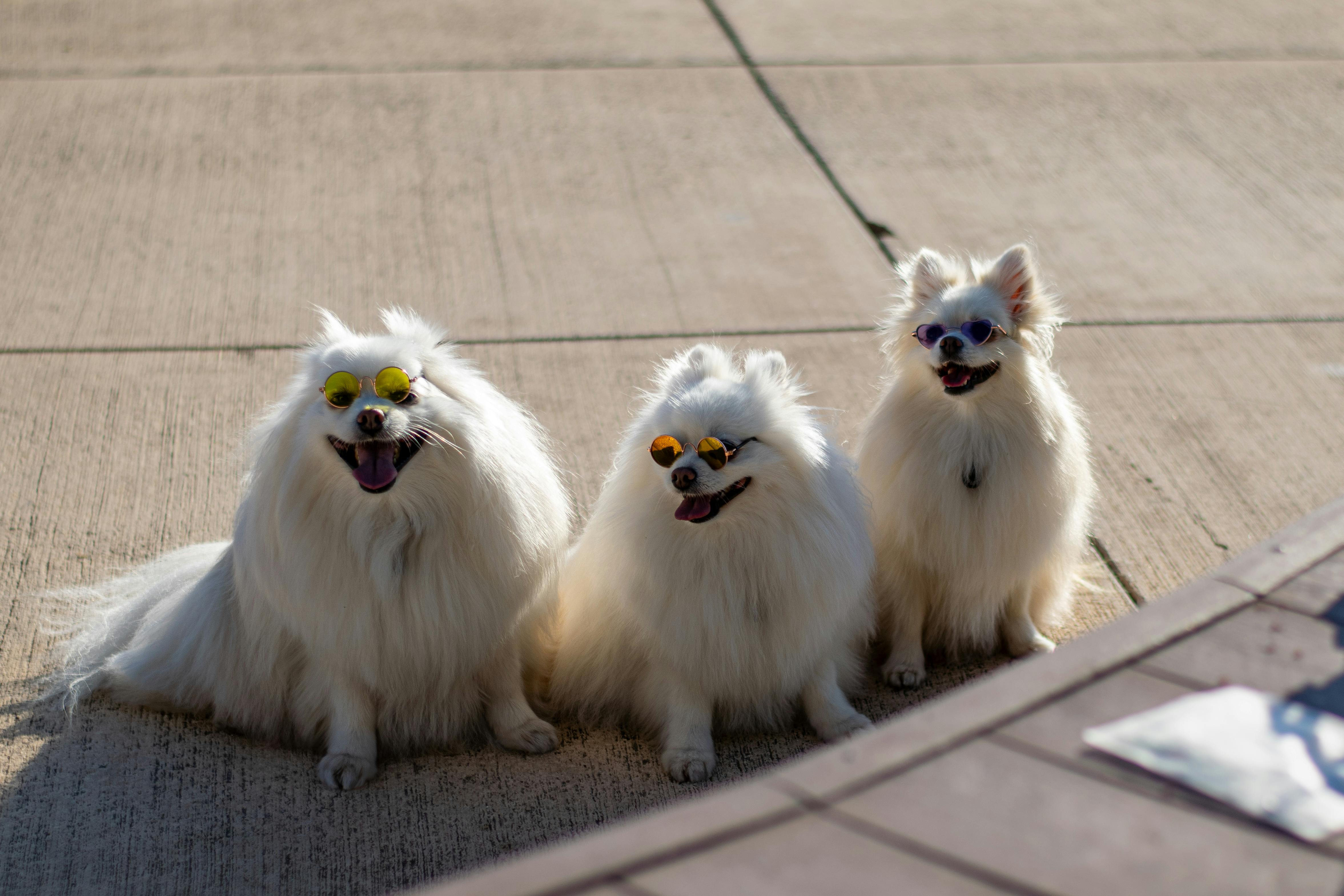 Importance of Dog Goggles for Pet Eye Protection