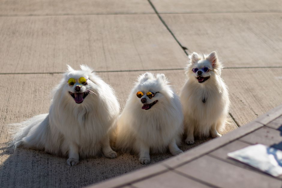 Stylish Pet Eyewear: A Trend in High Fashion