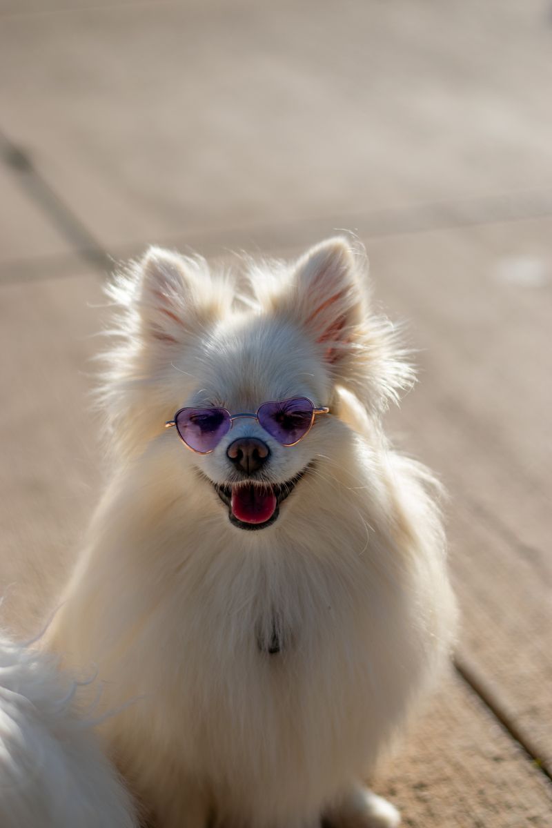 Tilly - photo 1