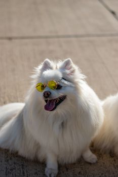 A fluffy Pomeranian dog wearing trendy sunglasses enjoying a sunny day outdoors.