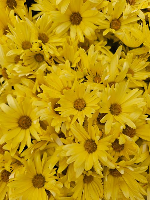 Free A stunning close-up of vibrant yellow daisies in full bloom, showcasing their natural beauty. Stock Photo