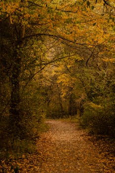 Immerse yourself in the warm hues of an autumn forest pathway, creating a serene and inviting outdoor setting.