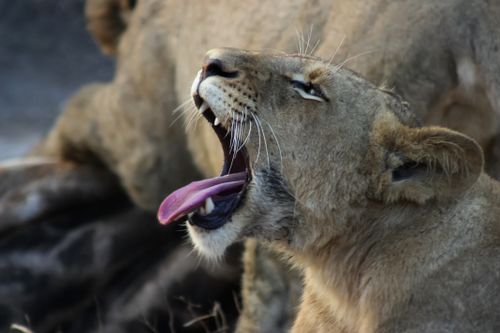 Free A captivating close-up of a yawning lion in its natural habitat, showcasing its powerful jaw and teeth. Stock Photo