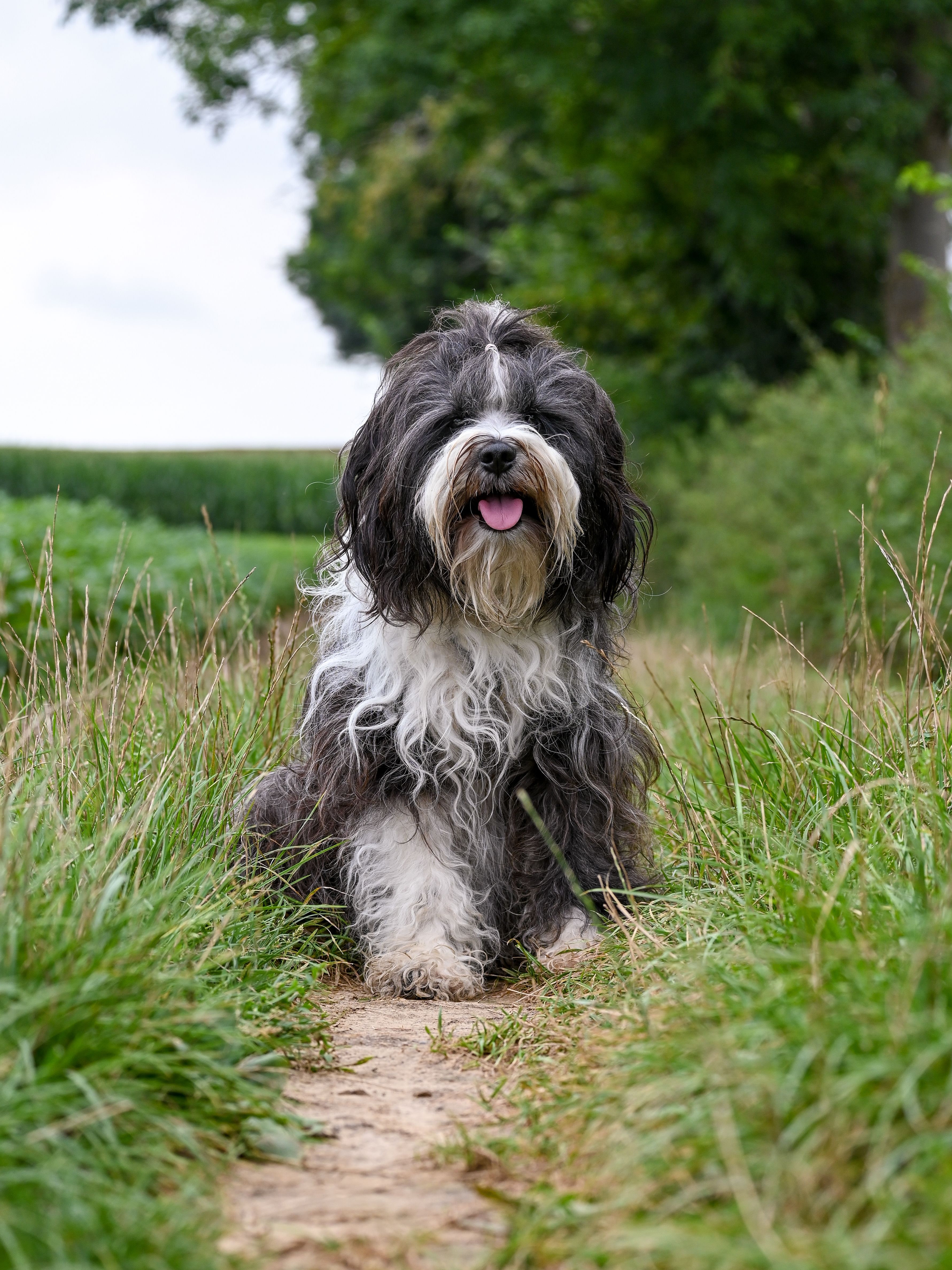 A fluffy dog of the Schapendoes breed sits happily on a grassy path outdoors.