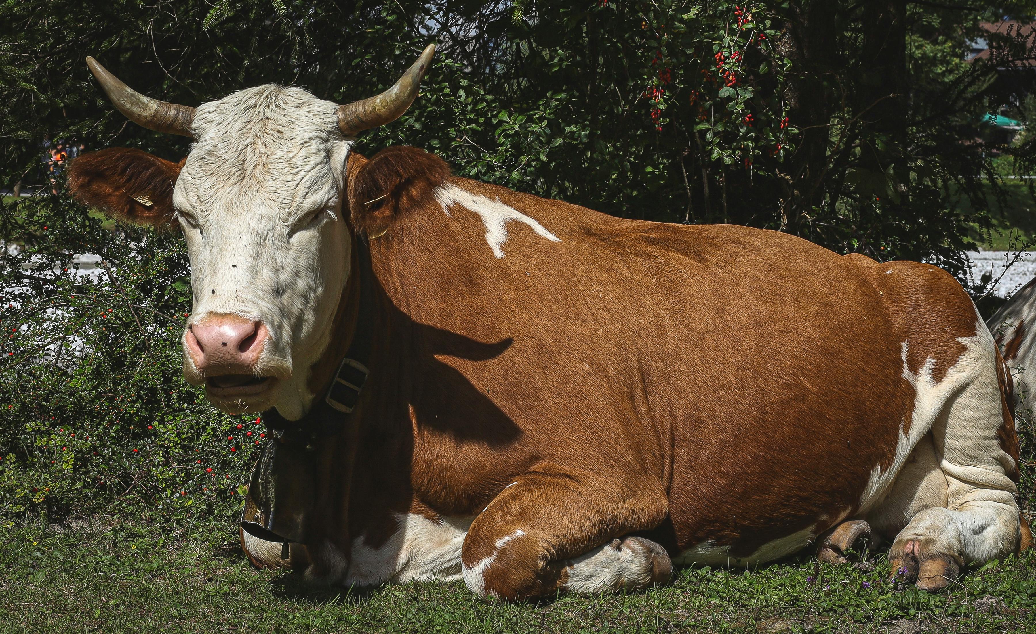 grátis Uma vaca serena, castanha e branca, com chifres, descansando na relva em Golling, Salzburgo. Foto profissional