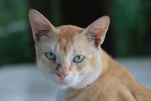 Free Detailed close-up portrait of a ginger cat with green eyes outdoors. Stock Photo