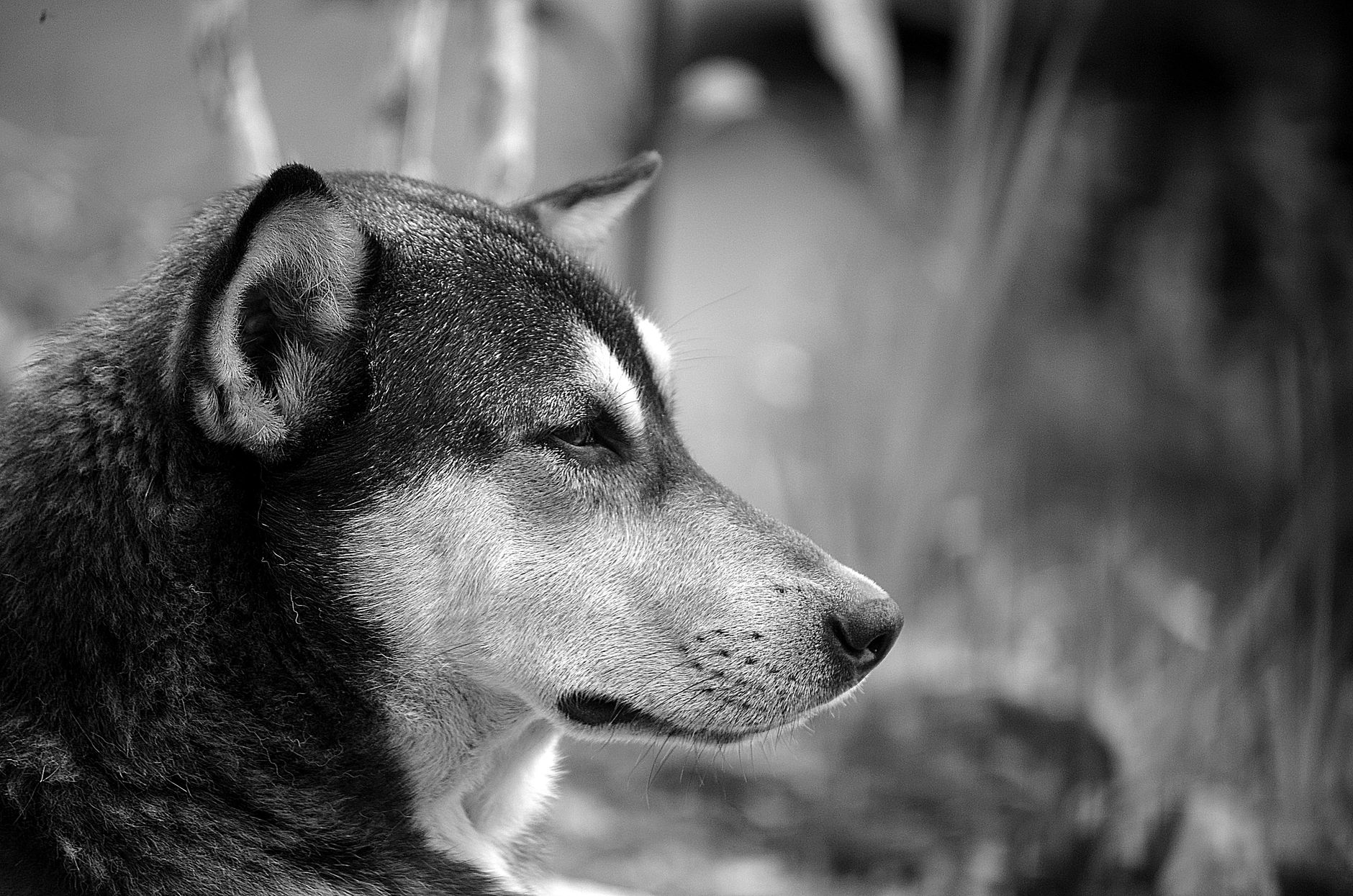 Portrait of a dog at a veterinary clinic