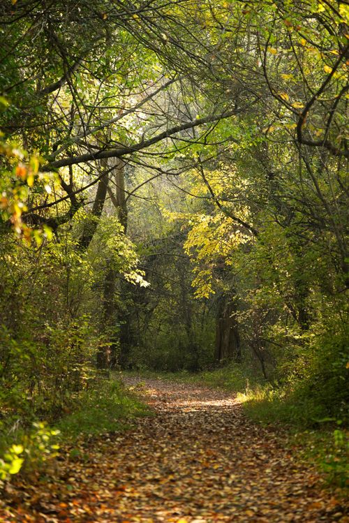 Free A peaceful forest path in New Theed, illuminated by the soft dawn light, perfect for nature lovers. Stock Photo