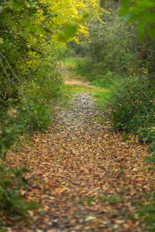 Scenic Forest Path with Autumn Foliage · Free Stock Photo