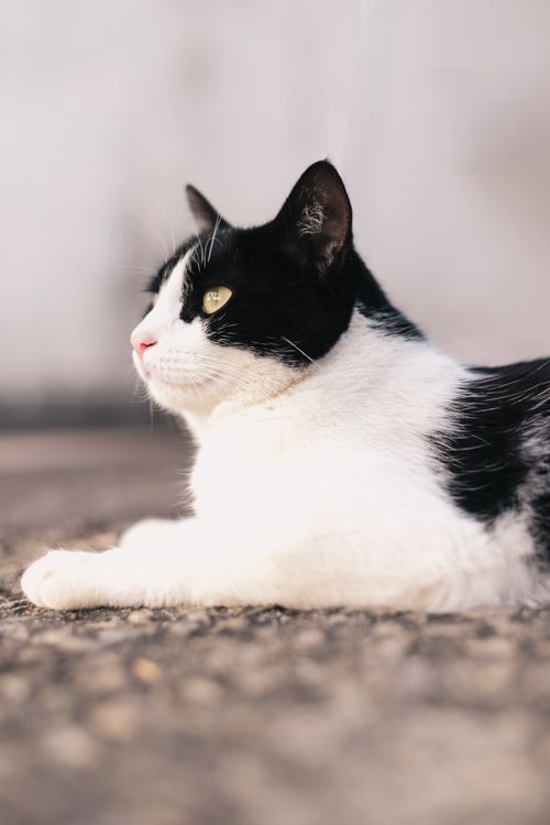 Free A serene black and white cat lying calmly outdoors on a sunny day. Stock Photo