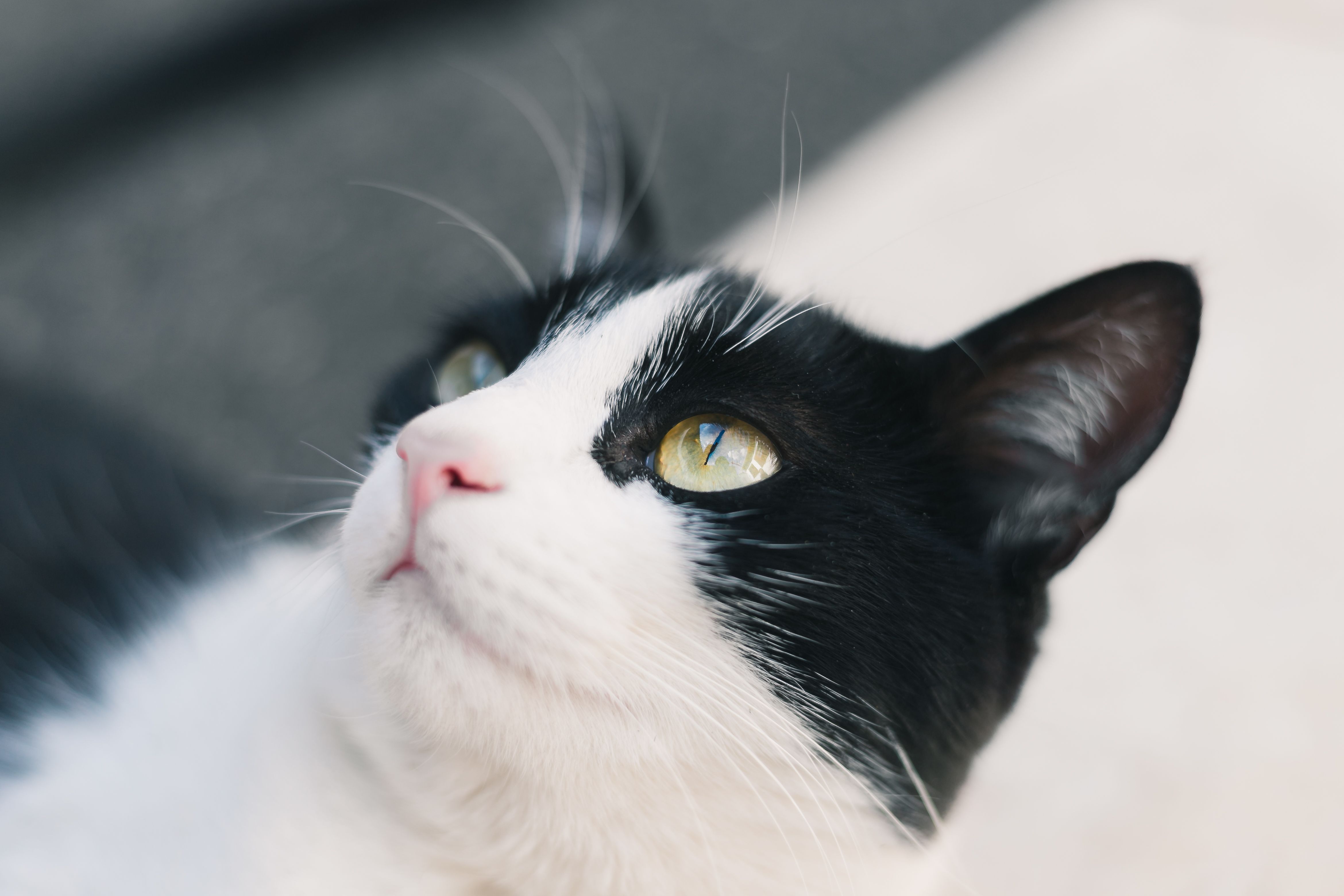 Close-Up Portrait of a Black and White Cat · Free Stock Photo