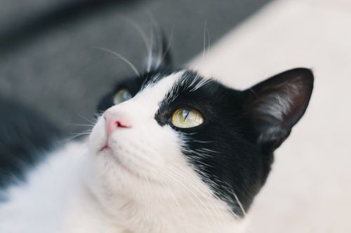 Free A detailed close-up of a black and white cat with striking green eyes looking upwards. Stock Photo