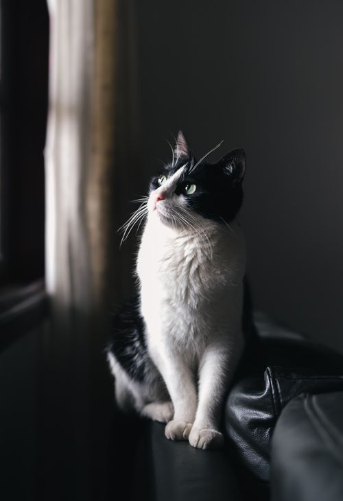 Free A black and white cat sits elegantly on a couch by a window, looking contemplative. Stock Photo