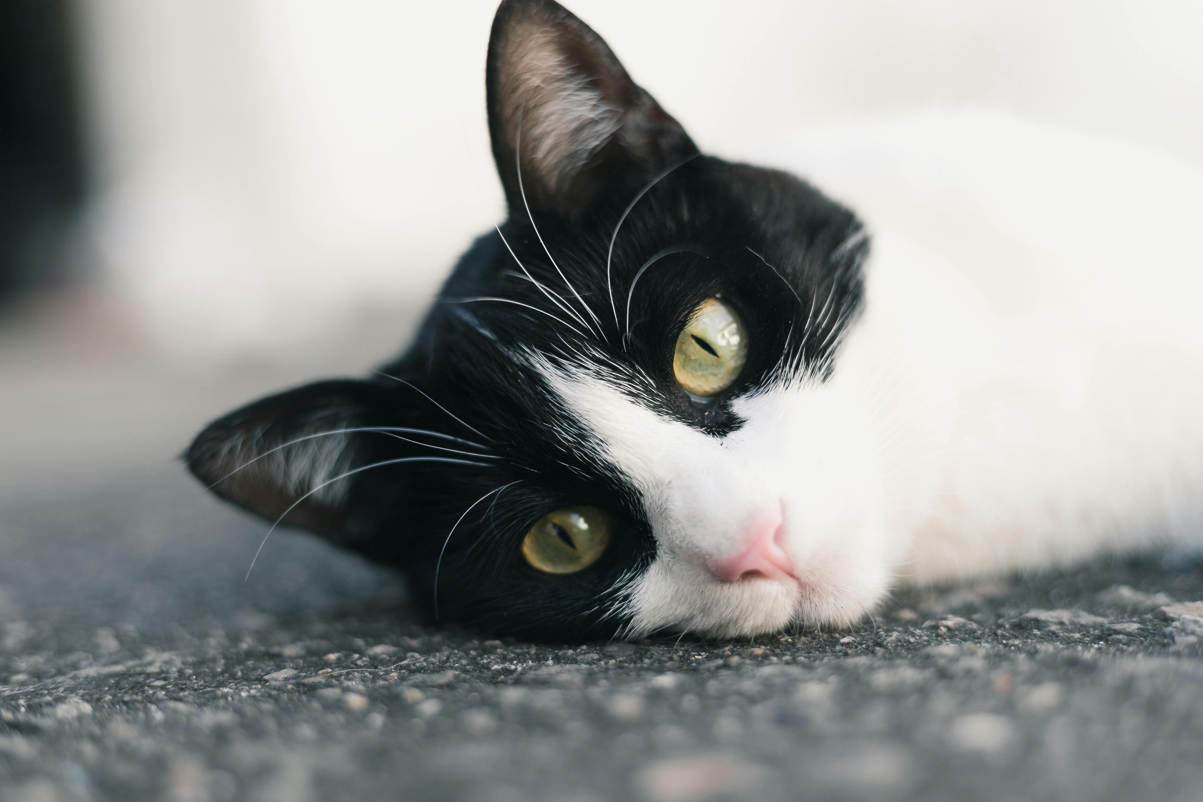 生活：有Coupang酷澎WOW會員，毛孩照顧更輕鬆無憂