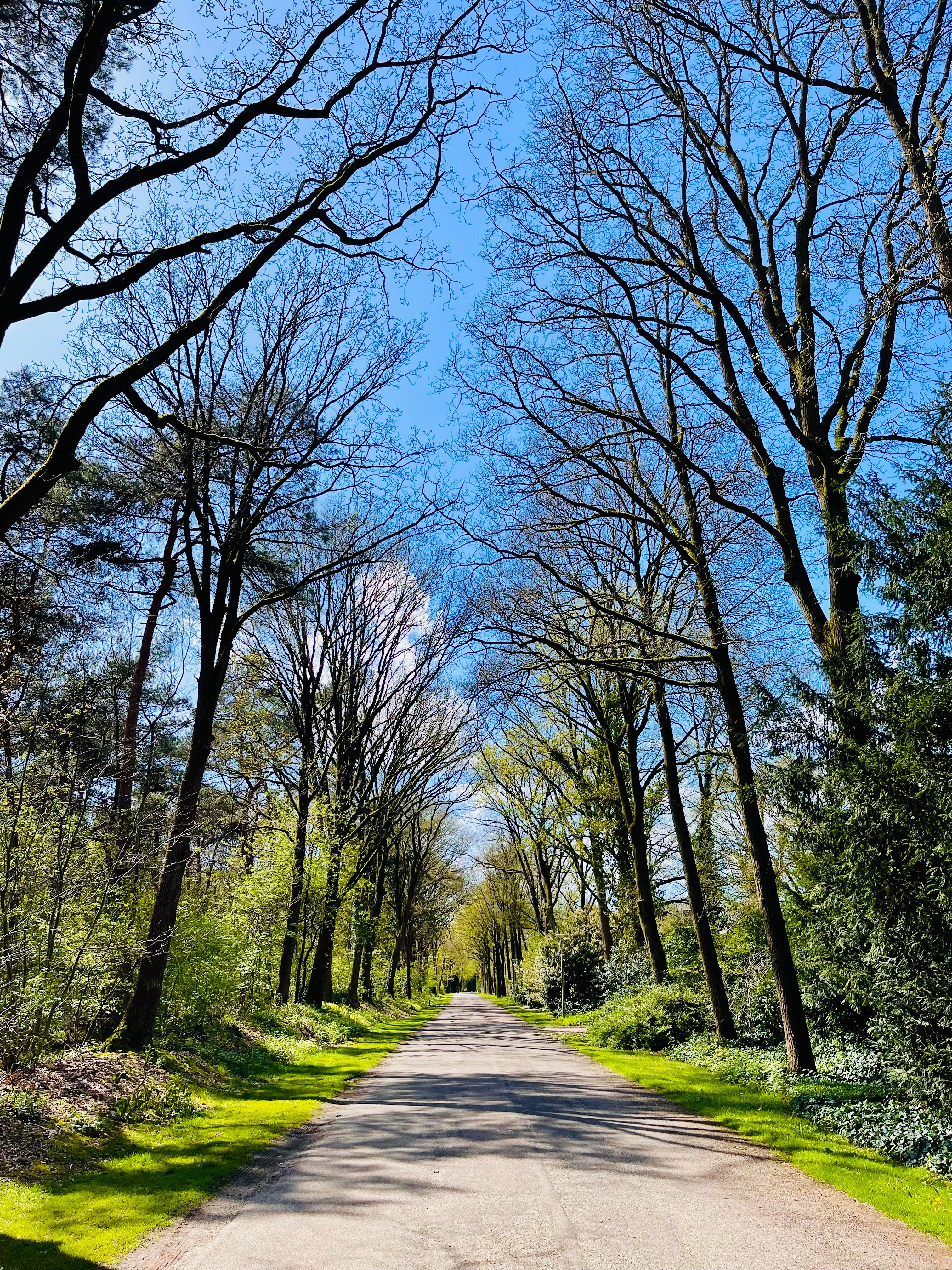 Scenic Spring Road Through Leafless Trees · Free Stock Photo