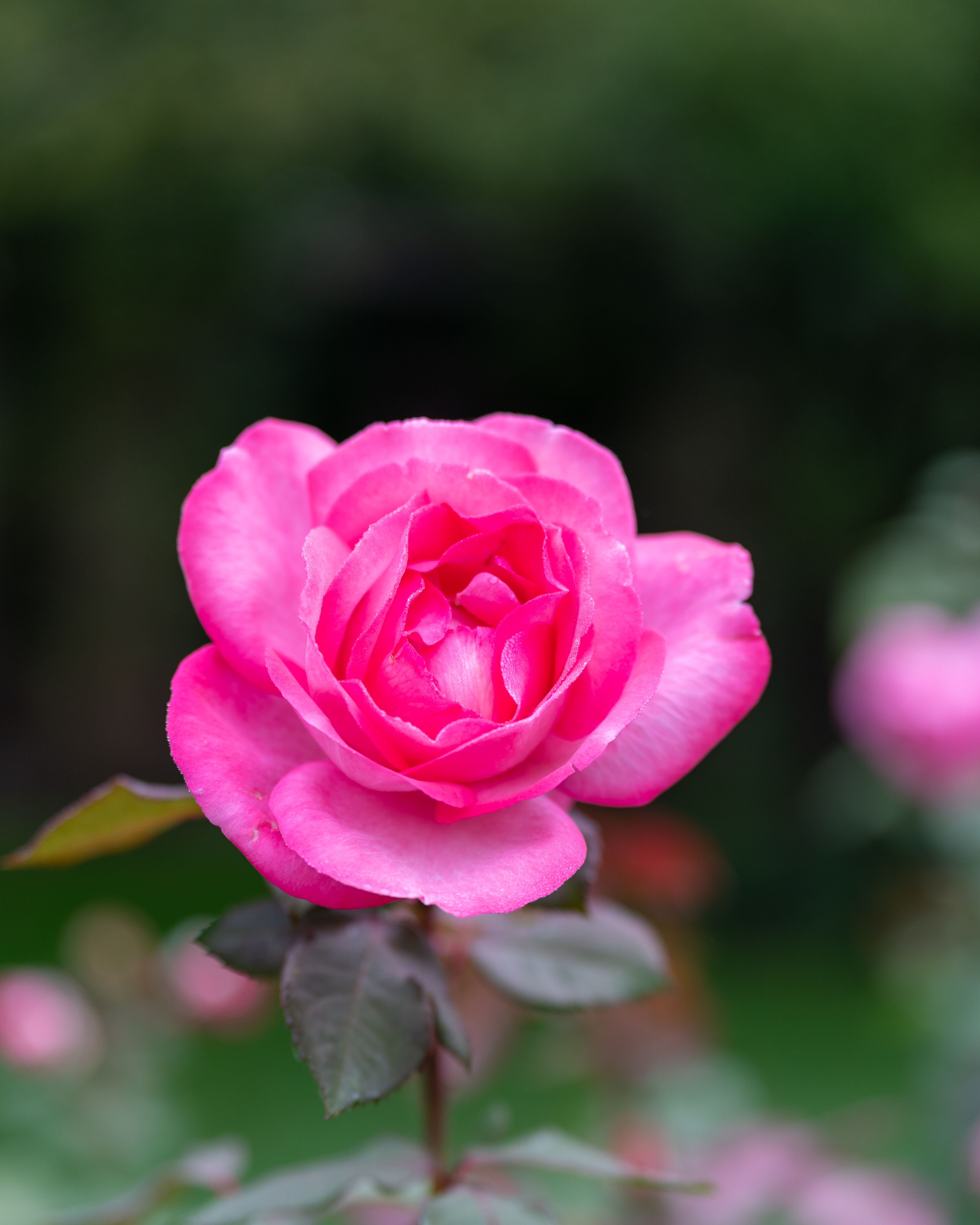 Vibrant Pink Rose Blooming in the Garden · Free Stock Photo