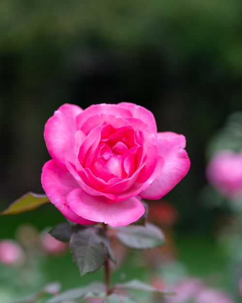 Free Close-up of a vibrant pink rose blooming outdoors, symbolizing beauty and elegance. Stock Photo