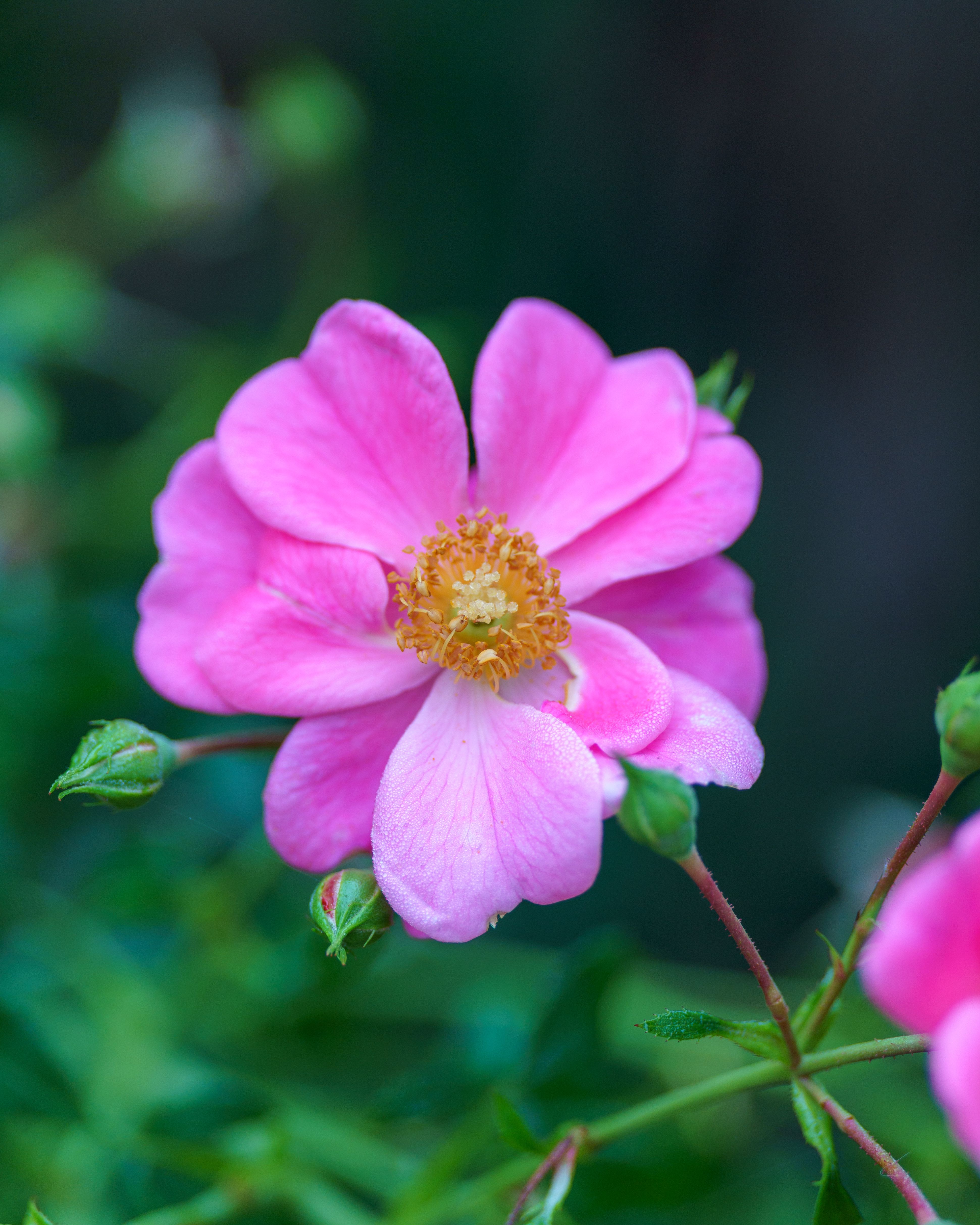 Beautiful Pink Rose Bloom in Garden · Free Stock Photo