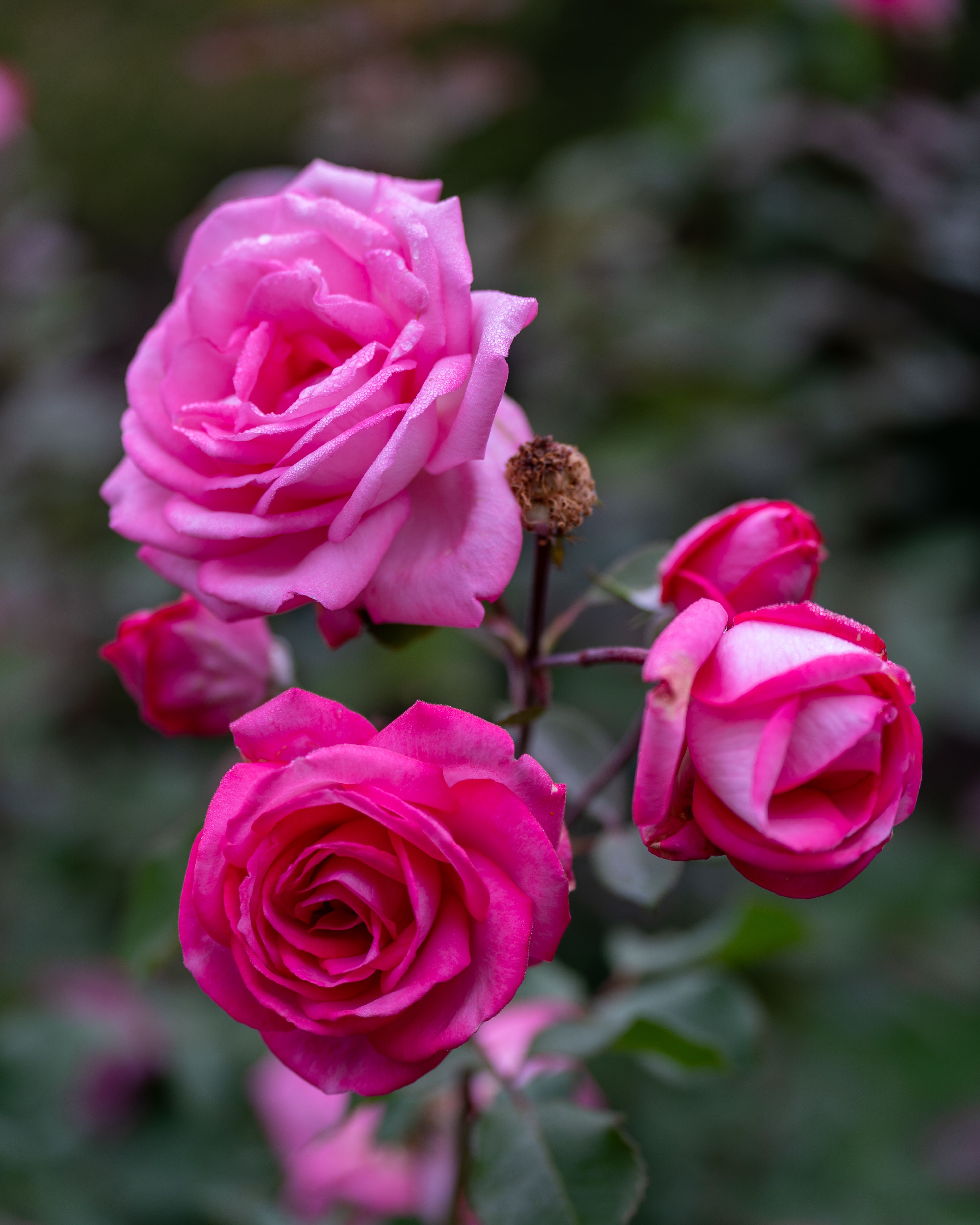 Vibrant Pink Roses Bloom in Lush Garden Scene · Free Stock Photo
