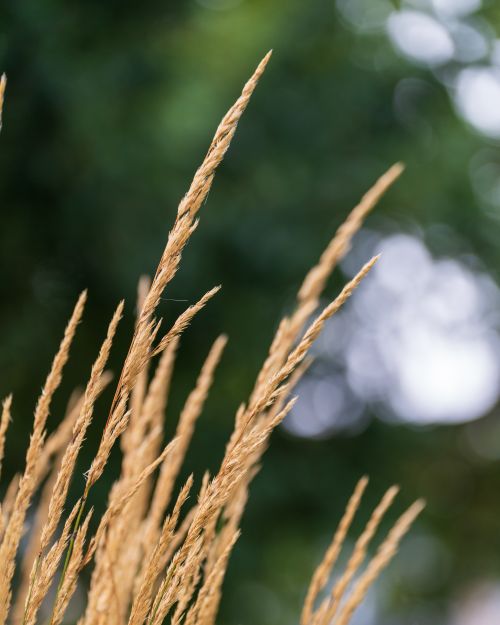 Free Close-up of golden wheat ears with a soft, blurred green background, capturing the essence of nature. Stock Photo
