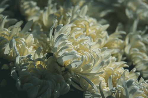 Free Stunning close-up of chrysanthemums with morning dew in a fall setting. Stock Photo