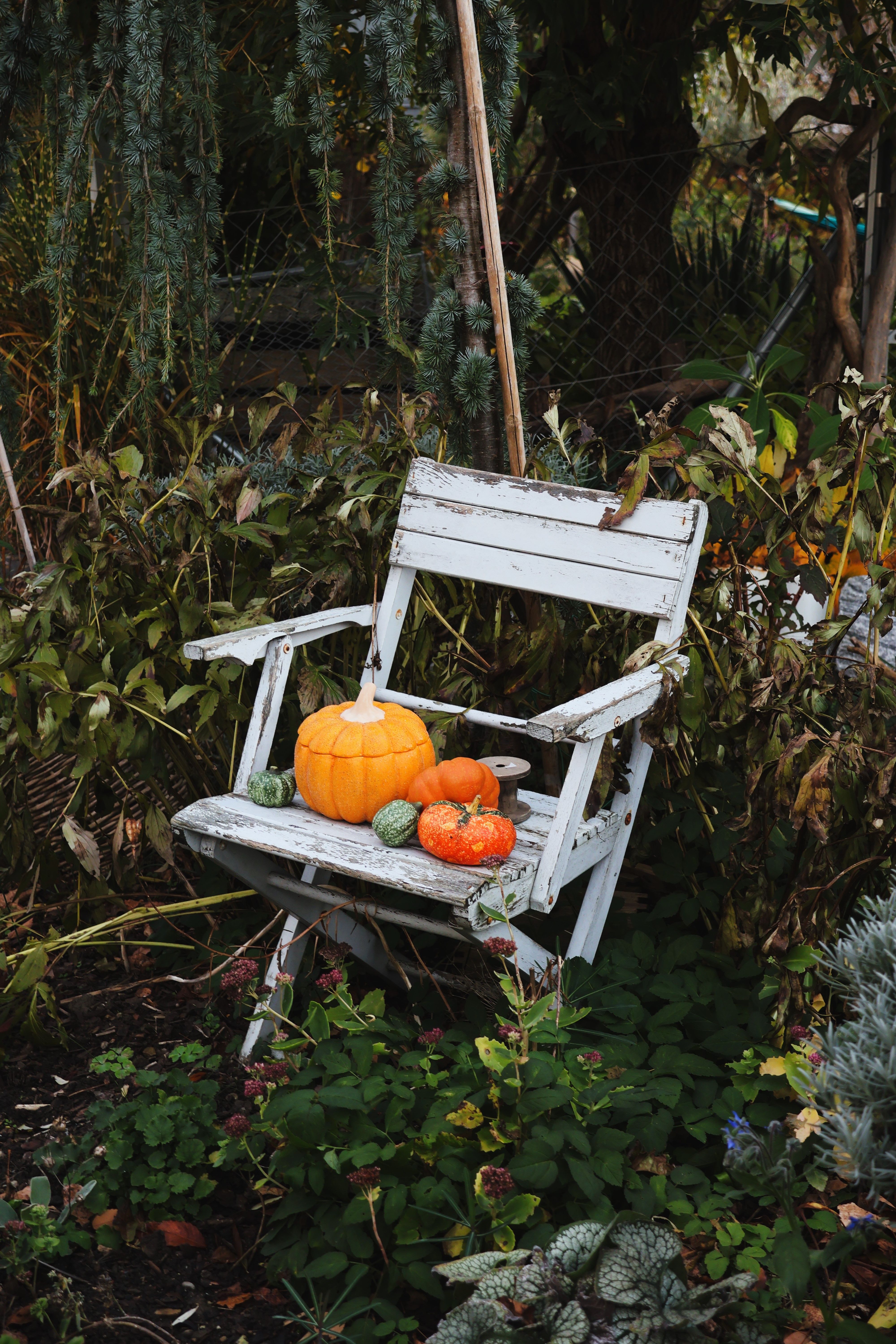 Rustic Autumn Scene with Pumpkins on Chair · Free Stock Photo